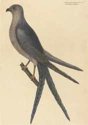 Der Schwalbenschwanzhabicht (Falco furcatus)