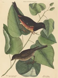 Der Towhe-Vogel (Fringilla erythrophthalma)