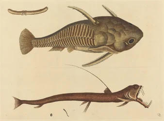 Der Vipernmaul-Silurus cataphractus, veröffentlicht 1731-1743