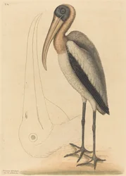Der Waldpelikan (Tantalus Loculator)