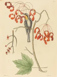 Der Gelbkehl-Kletterer, veröffentlicht 1754