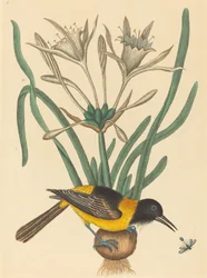 Der gelbe und schwarze Pye (Oriolus Icterus)