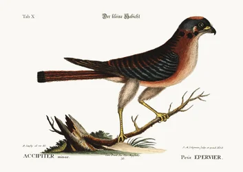 Der kleine Falke, 1749-73