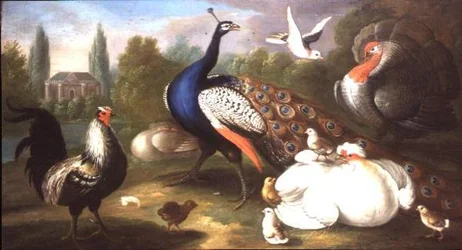 Ein Pfau, Truthahn, Henne, Hahn und Taube an einem Fluss