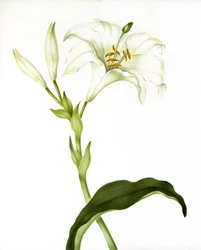 Lilie, um 1790