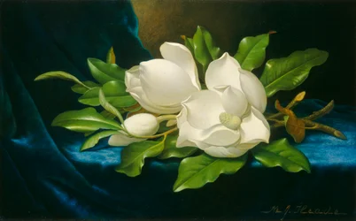 Riesige Magnolien auf einem blauen Samttuch, ca. 1890