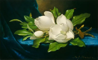 Riesige Magnolien auf einem blauen Samttuch, ca. 1890