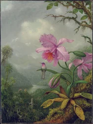 Kolibri auf einer Orchideenpflanze, 1901