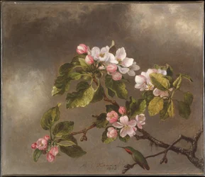 Kolibri und Apfelblüten