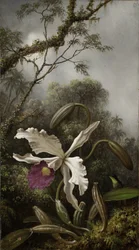 Kolibri mit weißer Orchidee, 1875-1885