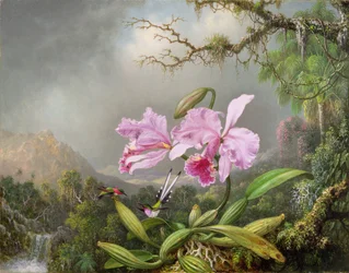 Studie einer Orchidee, 1872
