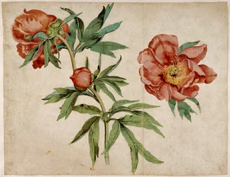 Studie von Pfingstrosen