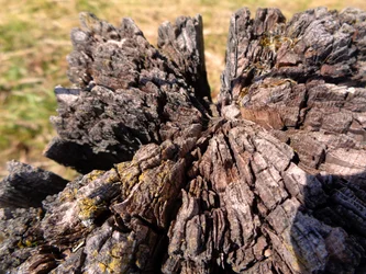Holz