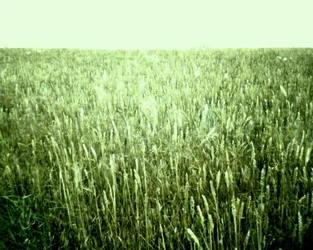 Blick auf das Sommerfeld