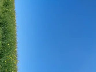 Blau
