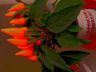 Paprika