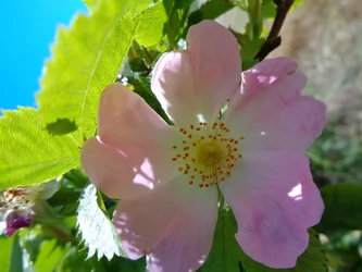 Heckenrose