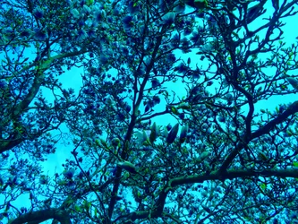 Magnolien blau