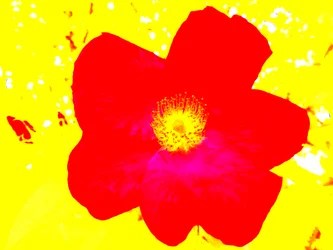 Popart Hommage Andy Warhol