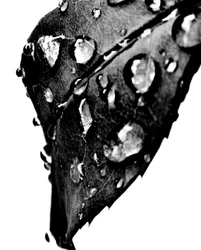Wassertropfen Grau