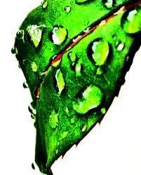 Wassertropfen Grün