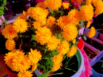 Chrysanthemen1