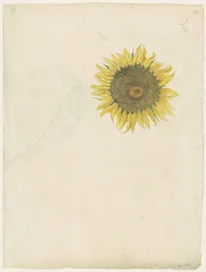 Sonnenblume