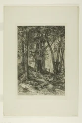 Ein Wald in Kalifornien