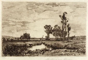 Rinder in einem Teich