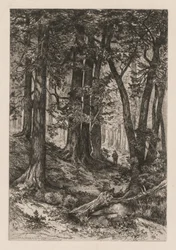 Innenansicht eines kalifornischen Waldes nach Thomas Moran, 1888