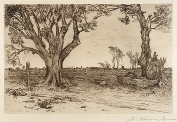Alte Linden - In der Nähe von Easthampton