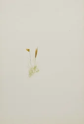 (Ohne Titel--Blumenstudie)