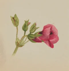 (Ohne Titel - Blumenstudie)