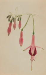 (Ohne Titel--Blumenstudie)