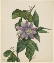 Ohne Titel (Blumenstudie)