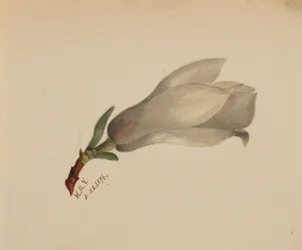 (Ohne Titel--Blumenstudie)