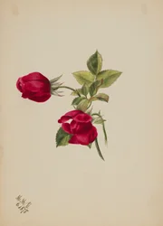 (Ohne Titel - Rose)