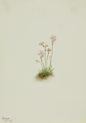 Alberta Primel Primula maccalliana, 1917
