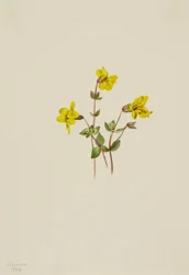 Alpen-Monkeyblume Mimulus caespitosus, 1904