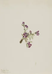 Alpen-Spitzkiel (Oxytropis podocarpa)