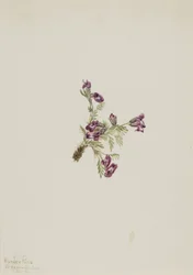 Alpen-Spitzkiel Oxytropis podocarpa, 1916