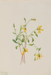 Alpen-Greiskraut Senecio species, 1905