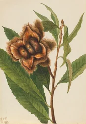 Amerikanische Kastanie Castanea dentata, 1932