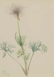 Amerikanische Küchenschelle Pulsatilla ludoviciana, 1920