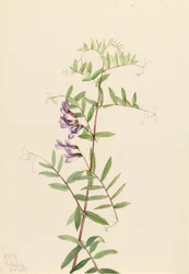 Amerikanische Wicke (Vicia americana)
