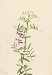 Amerikanische Wicke Vicia americana, 1922