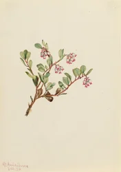 Bärentraube Arctostaphylos uva-ursi, 1916