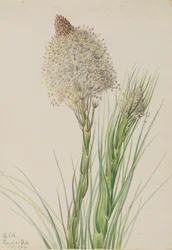 Bärengras, Xerophyllum tenax, 1924.