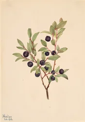 Große Heidelbeere Vaccinium membranaceum, 1916