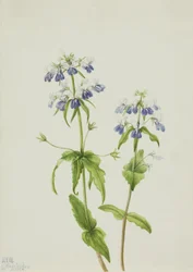 Blauäugige Mary Collinsia verna, 1927